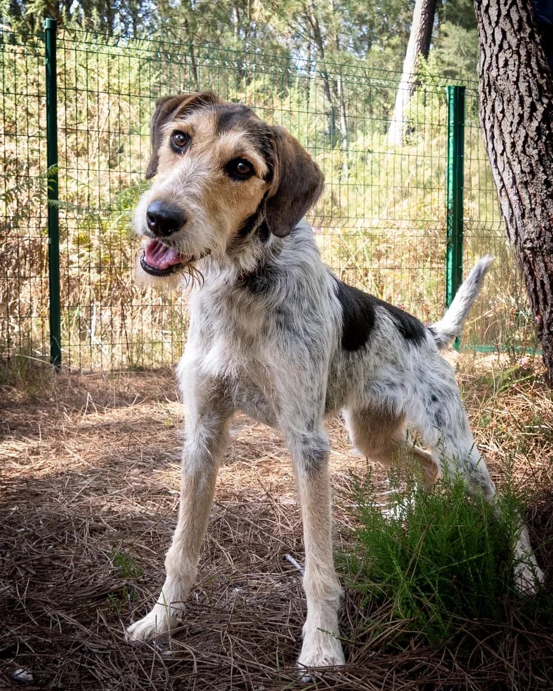Angel, Tricolore Numéro de puce : 2502696118689 female puppy Mixed Breed for adoption at S.P.A. du 47