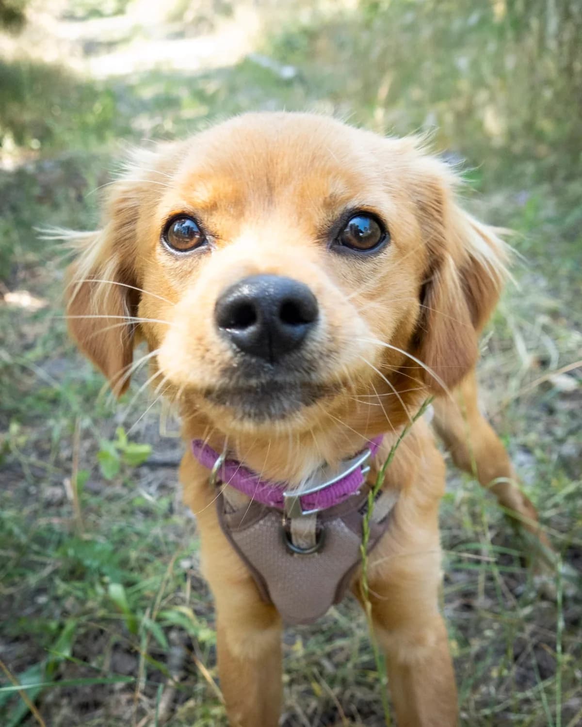 Bailey, male puppy Mixed Breed for adoption at S.P.A. du 47