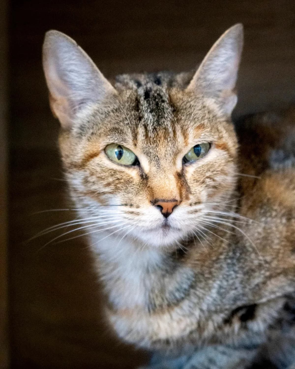 Bali, female Mixed Breed for adoption at S.P.A. du 47