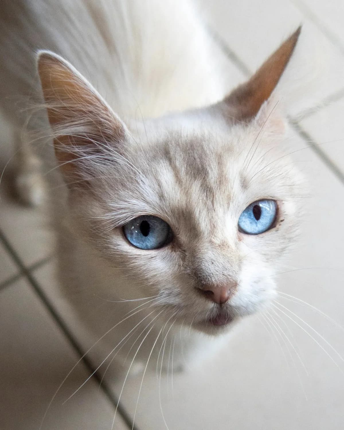 Belle, Mixed Breed (S.P.A. du 47)