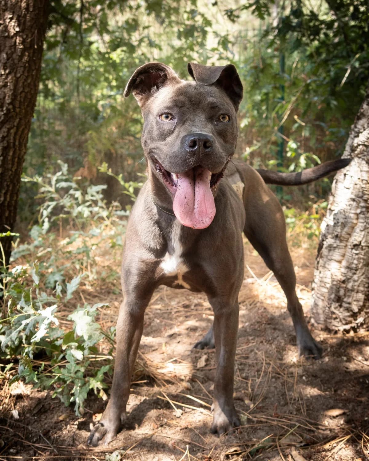 Blue, female Mixed Breed for adoption at S.P.A. du 47