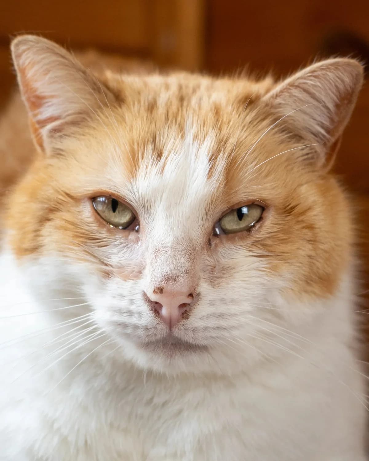 Garfield, male 5yo Mixed Breed for adoption at S.P.A. du 47
