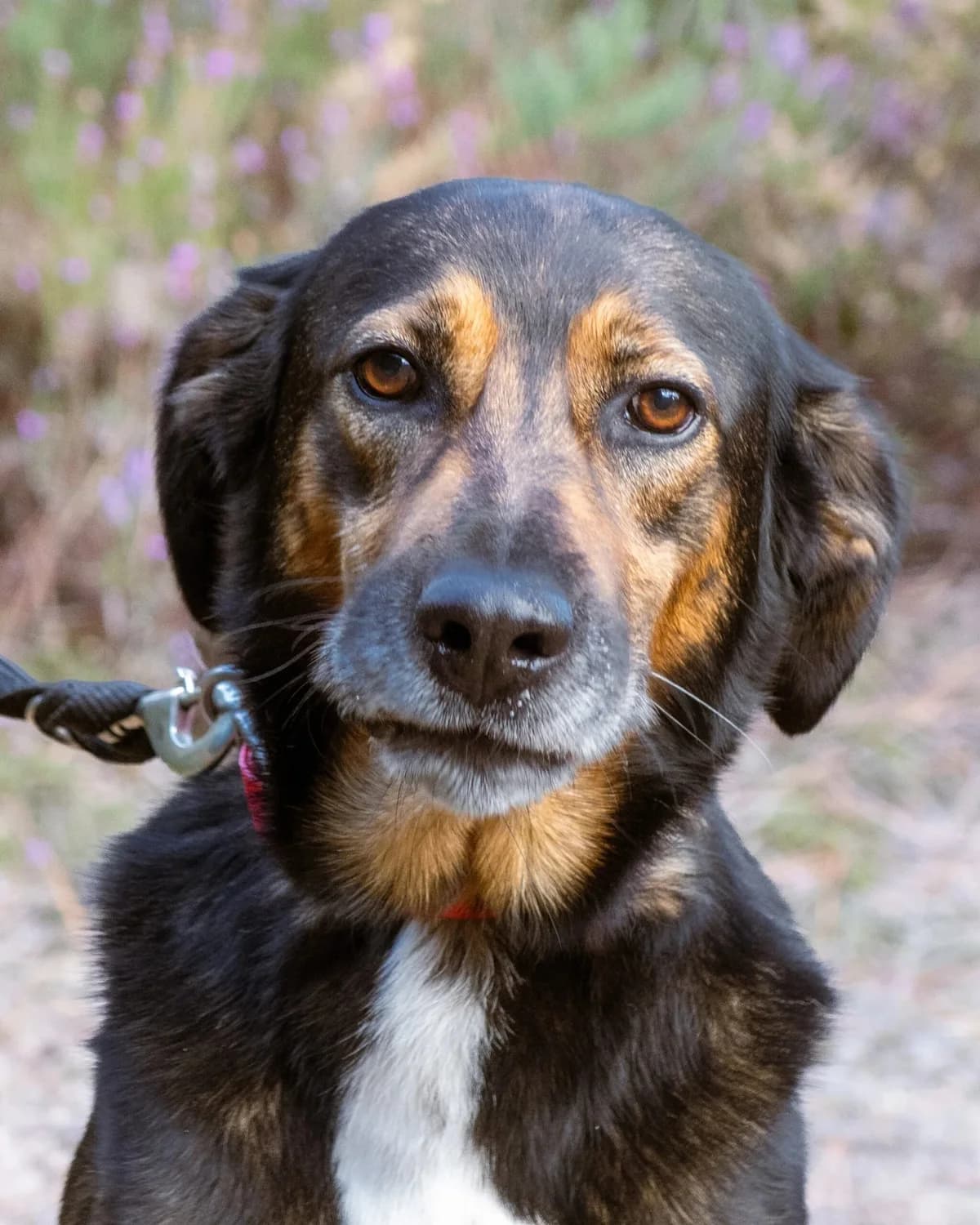 Mister, male 6yo Mixed Breed for adoption at S.P.A. du 47