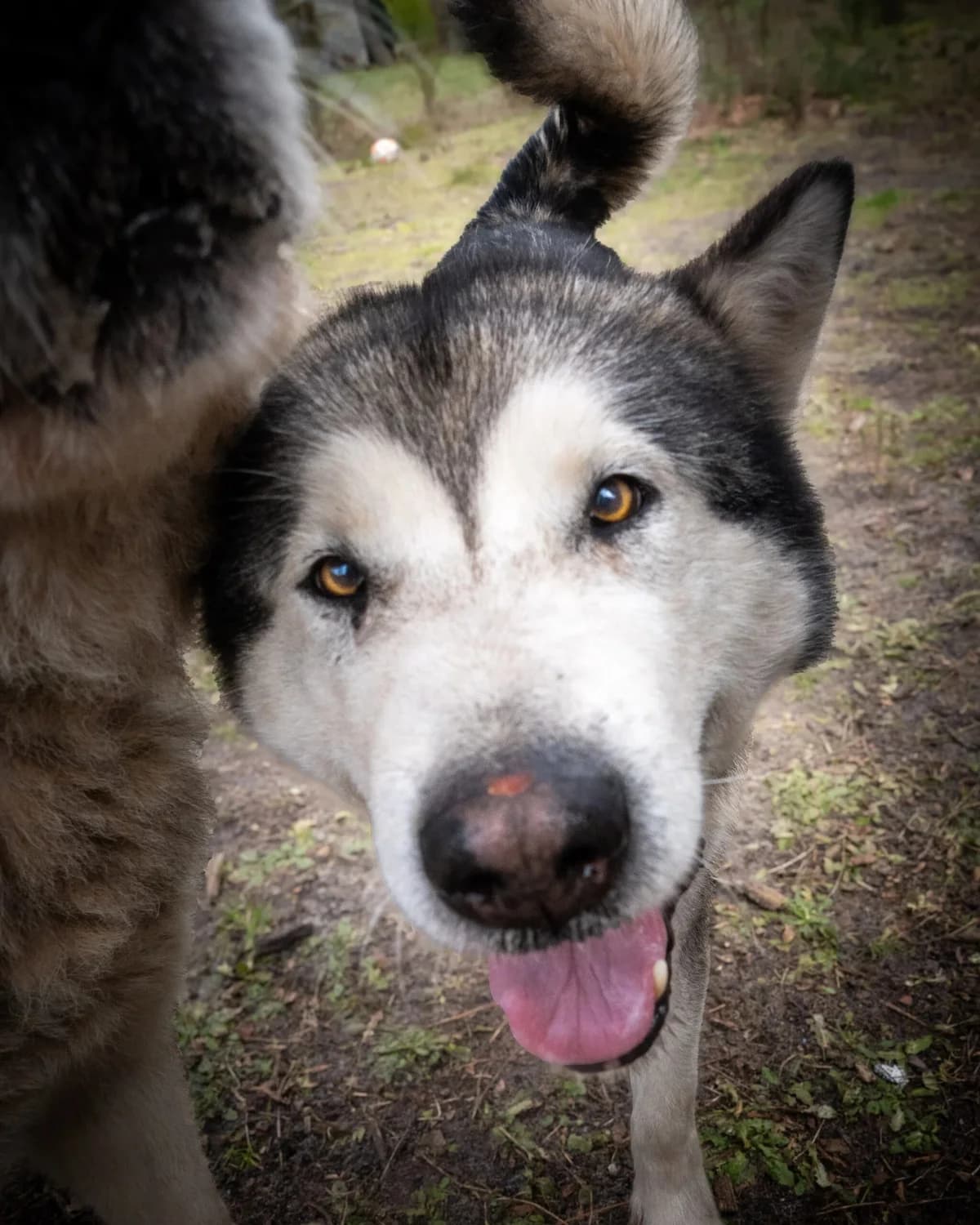 Naya, female senior Mixed Breed for adoption at S.P.A. du 47
