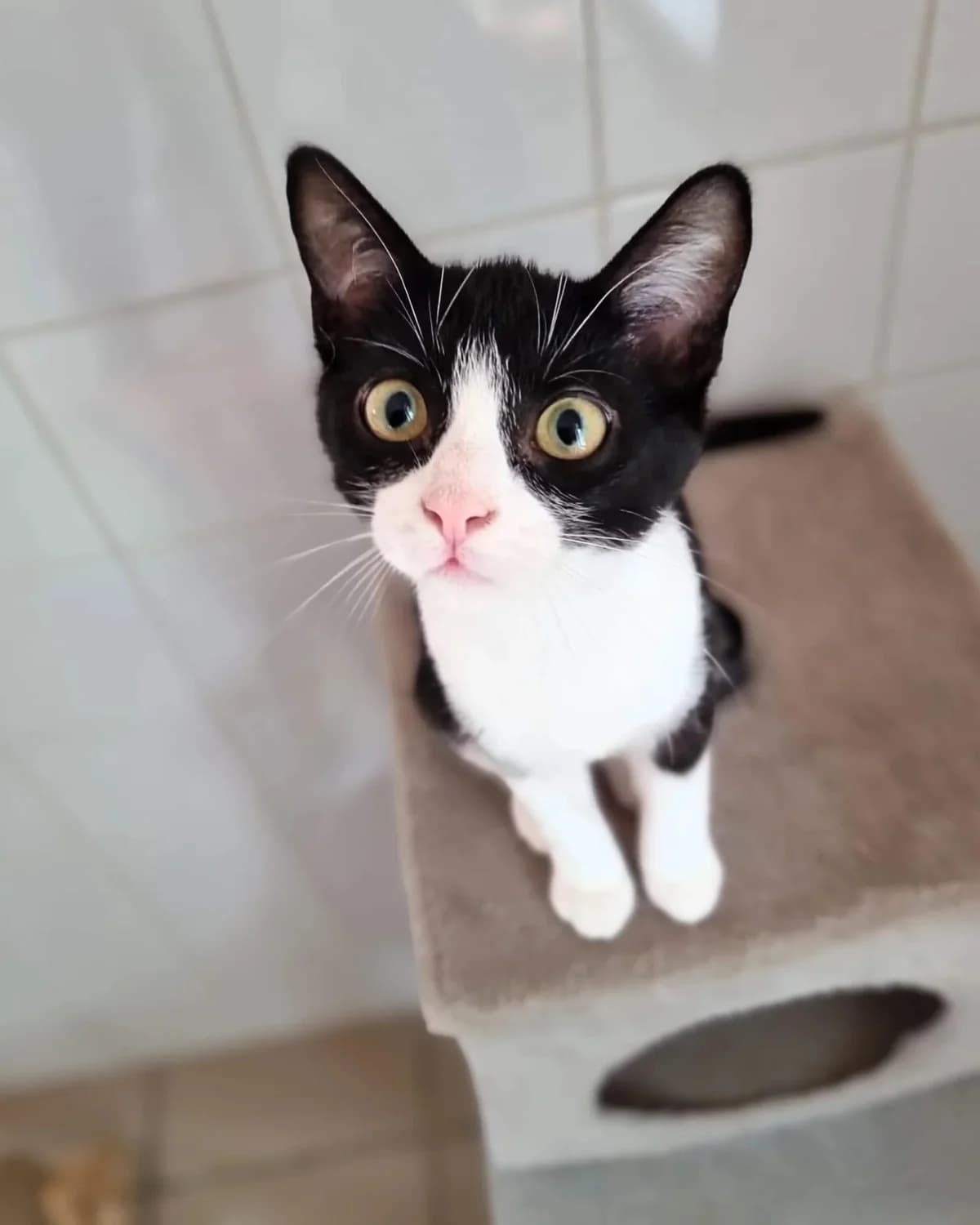 Onyx, male Mixed Breed for adoption at S.P.A. du 47