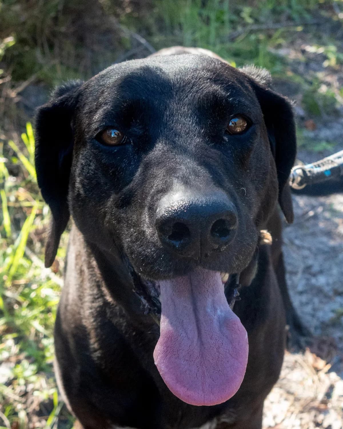 Orka, female senior Mixed Breed for adoption at S.P.A. du 47