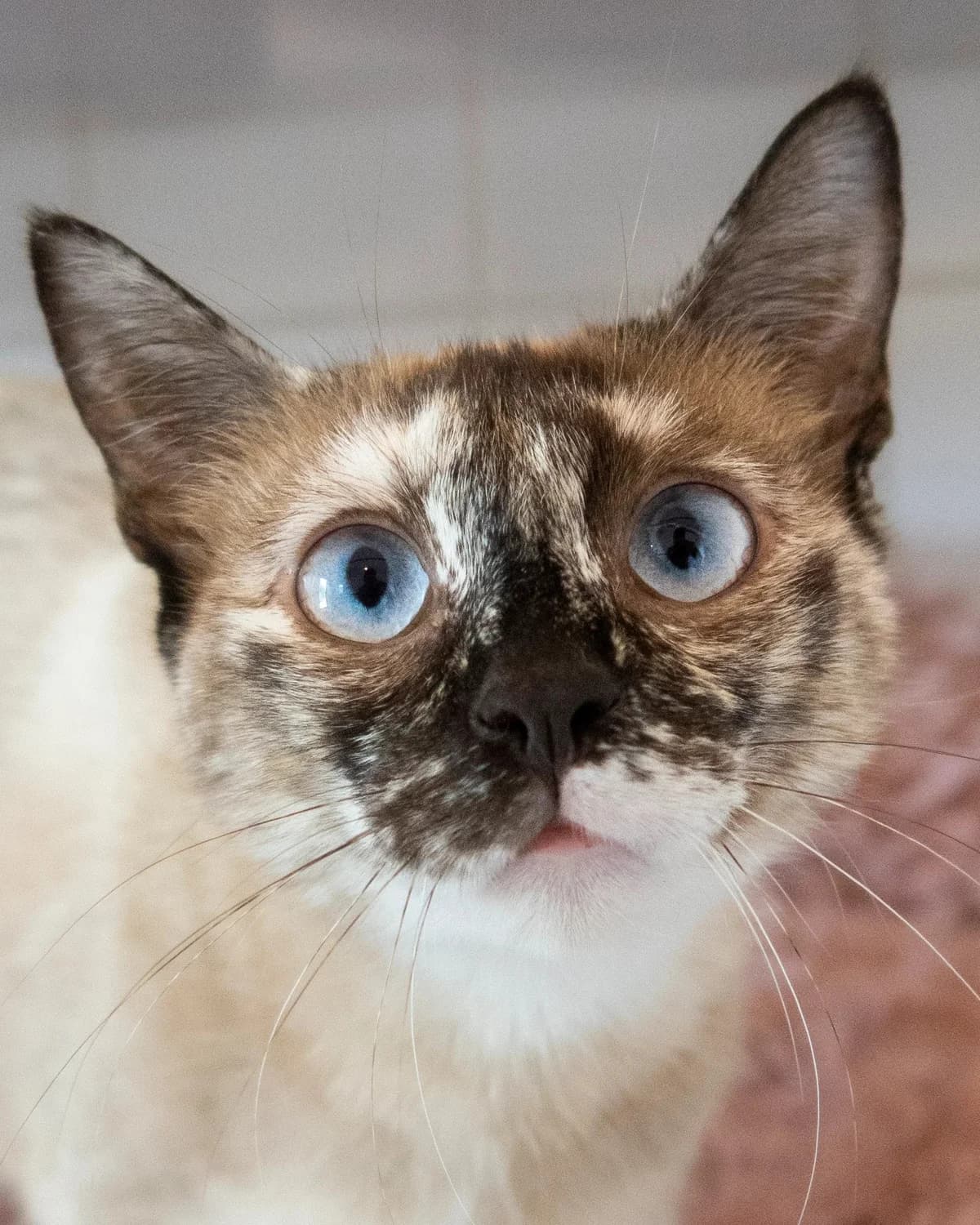 Pomme, female Mixed Breed for adoption at S.P.A. du 47