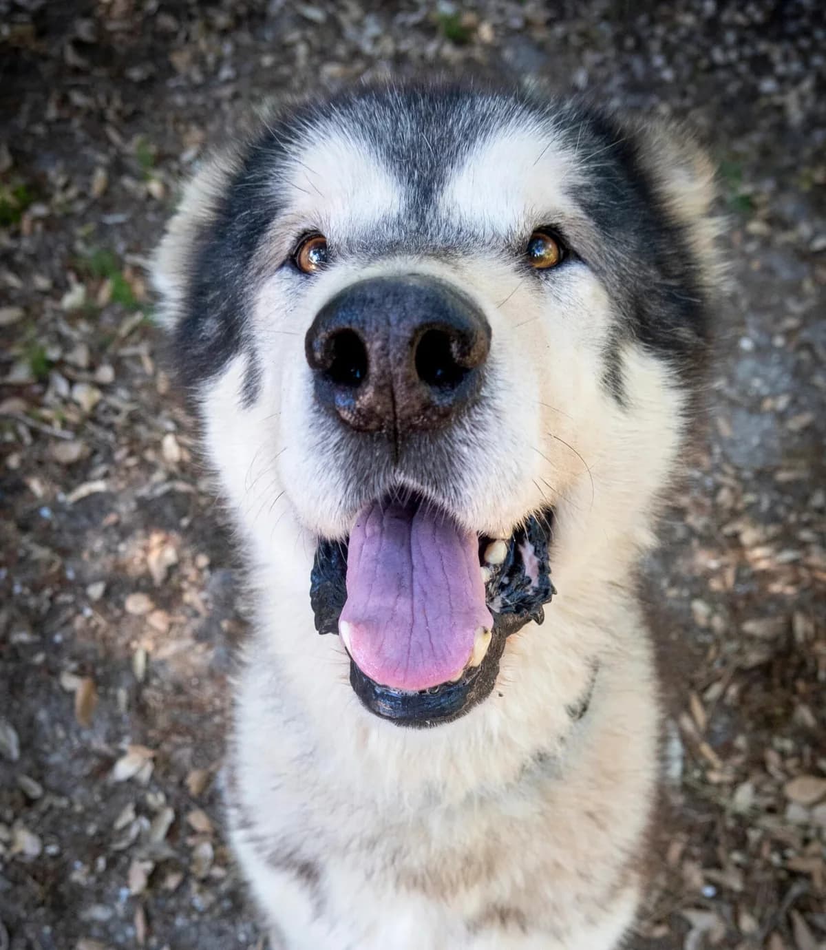 Redbull, male senior Mixed Breed for adoption at S.P.A. du 47