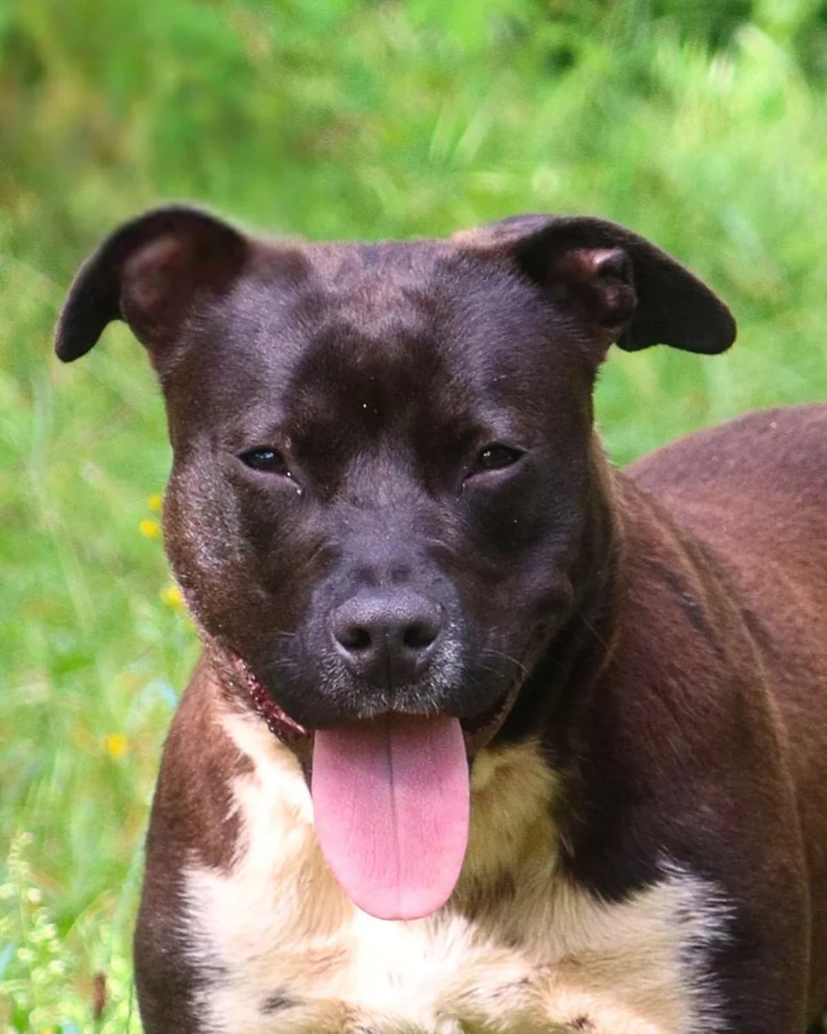 Scooby, Mixed Breed (S.P.A. du 47)