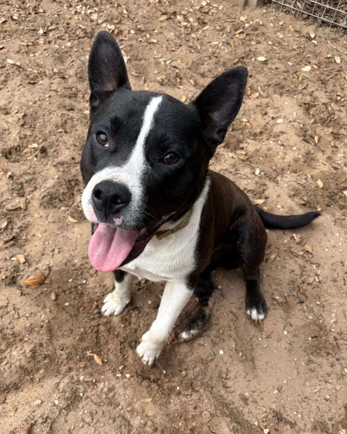 Scrapy, Mixed Breed (S.P.A. du 47)