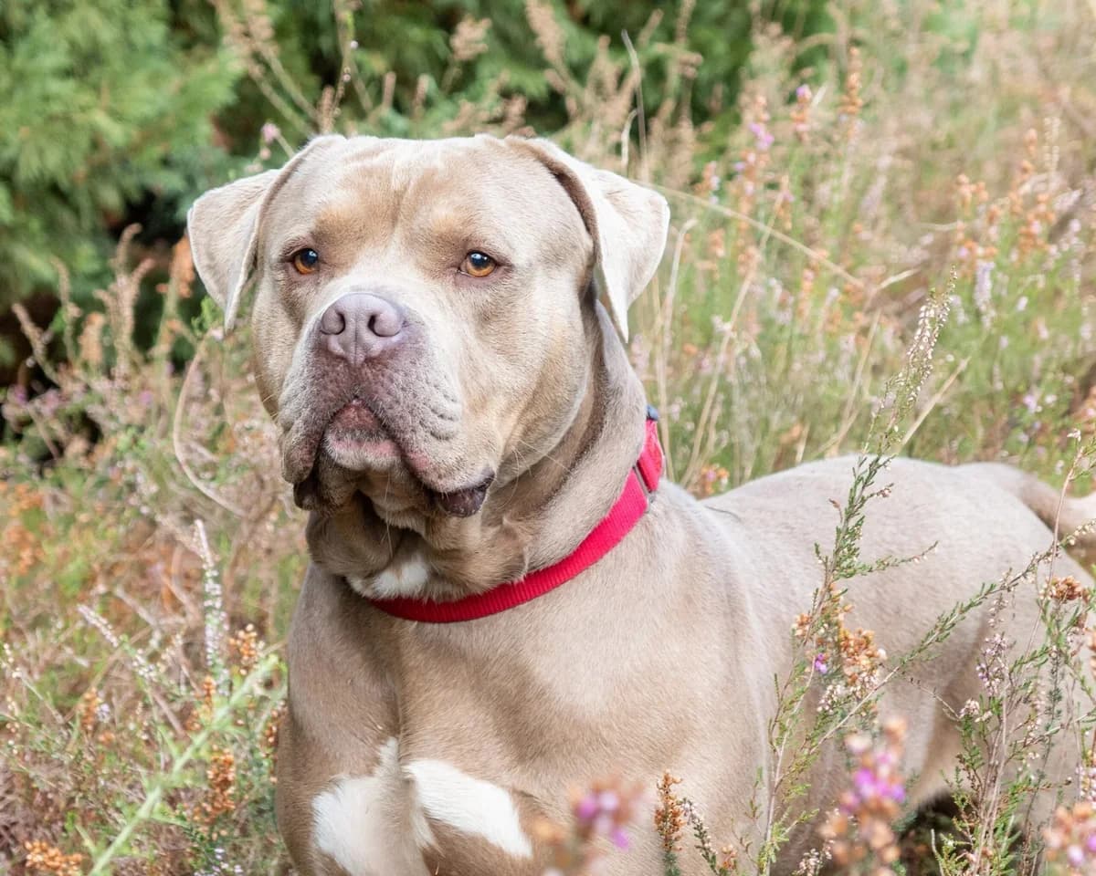 Thor, Mixed Breed (S.P.A. du 47)