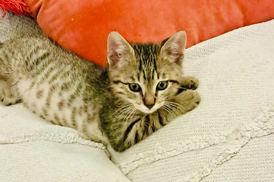 BAMBI, male puppy Mixed Breed for adoption at SPA Aix-en-Provence, Aix