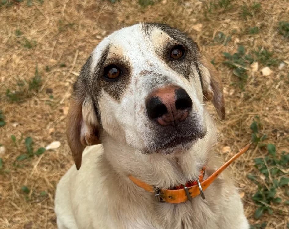 ISIS, female young mixed breed for adoption at SPA Aix-en-Provence, Aix