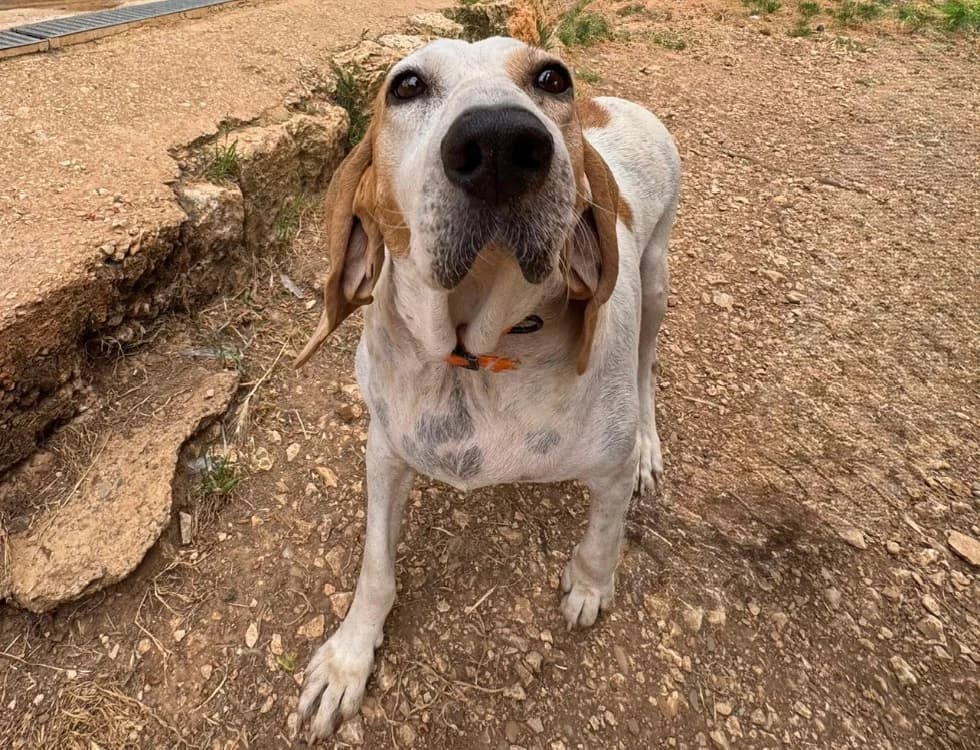 VENUS, female 5yo mixed breed for adoption at SPA Aix-en-Provence, Aix