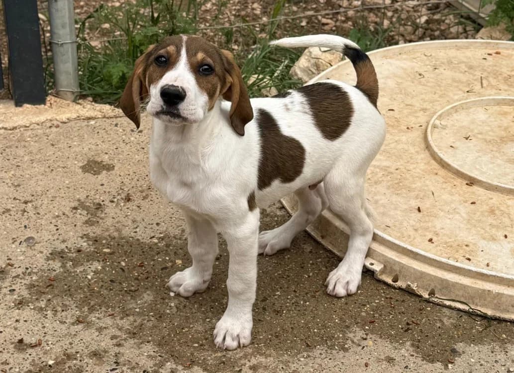 OBERON, male puppy mixed breed for adoption at SPA Aix-en-Provence, Aix