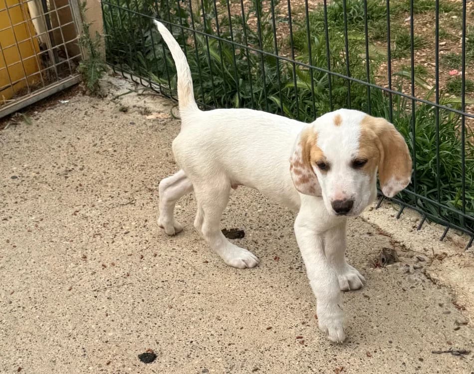 NEREÏD, male puppy mixed breed for adoption at SPA Aix-en-Provence, Aix