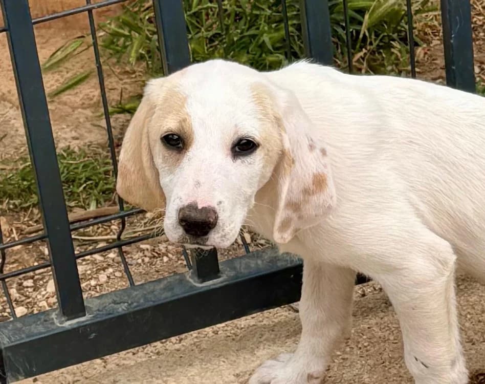 ATLAS, male young mixed breed for adoption at SPA Aix-en-Provence, Aix