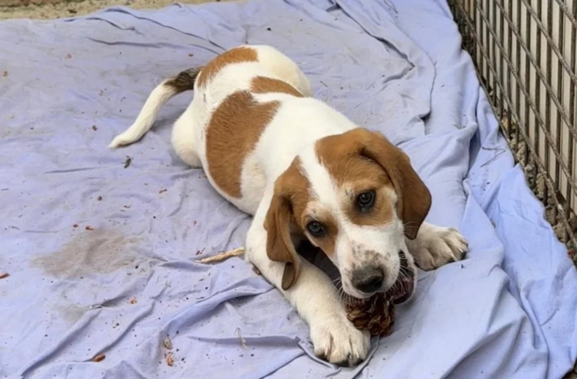 DEIMOS, male puppy mixed breed for adoption at SPA Aix-en-Provence, Aix