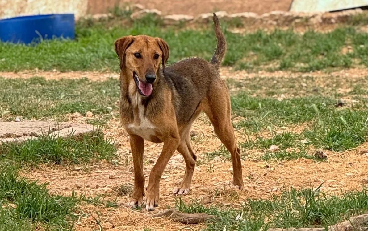 YUTA, male young Mixed Breed for adoption at SPA Aix-en-Provence, Aix