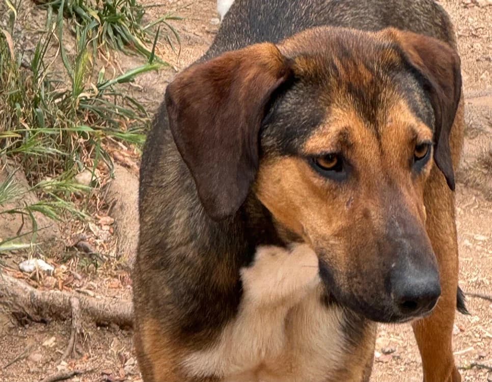 RIKA, female young Mixed Breed for adoption at SPA Aix-en-Provence, Aix