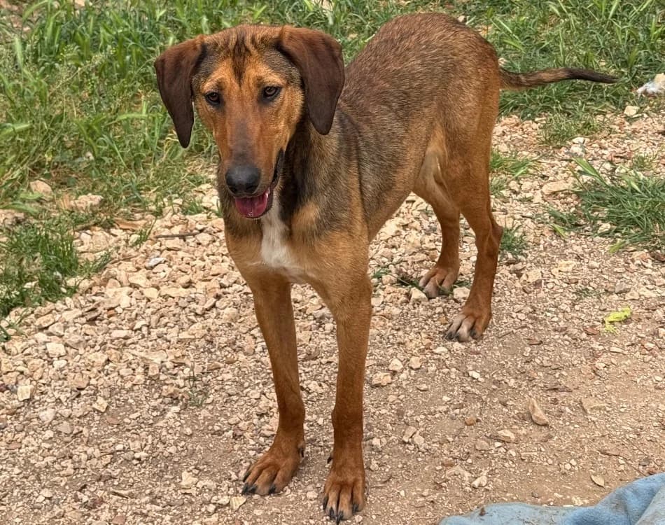 MADDIE, female young Mixed Breed for adoption at SPA Aix-en-Provence, Aix