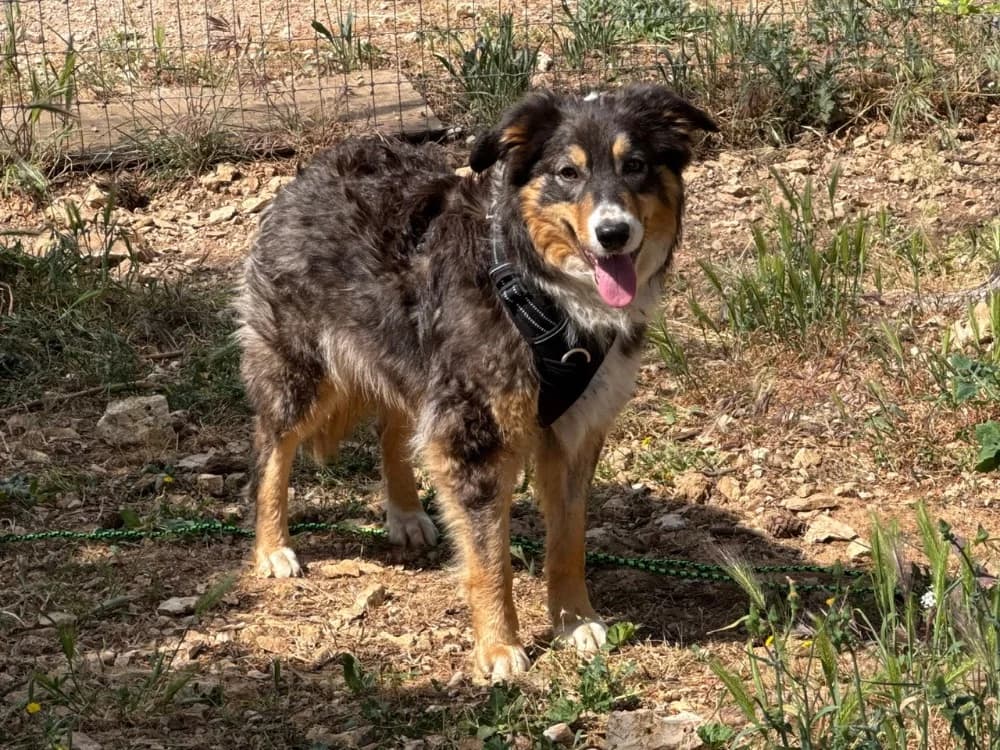 EYWA, female young Border Collie for adoption at SPA Aix-en-Provence, Aix