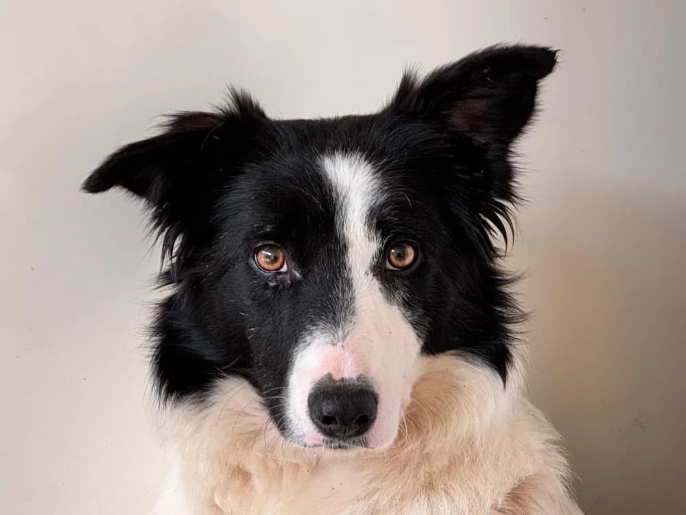 TUK, female young Border Collie for adoption at SPA Aix-en-Provence, Aix