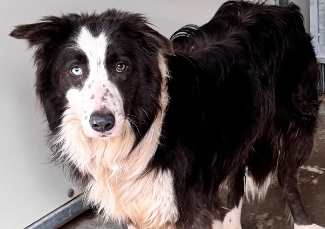 PAYAKAN, male 3yo Border Collie for adoption at SPA Aix-en-Provence, Aix