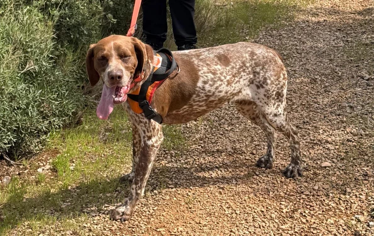 PRINCESSE, female 3yo German Shorthaired Pointer for adoption at SPA Aix-en-Provence, Aix