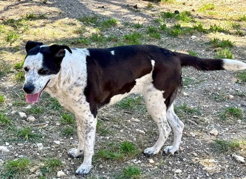 KAINA, female senior mixed breed for adoption at SPA Aix-en-Provence, Aix