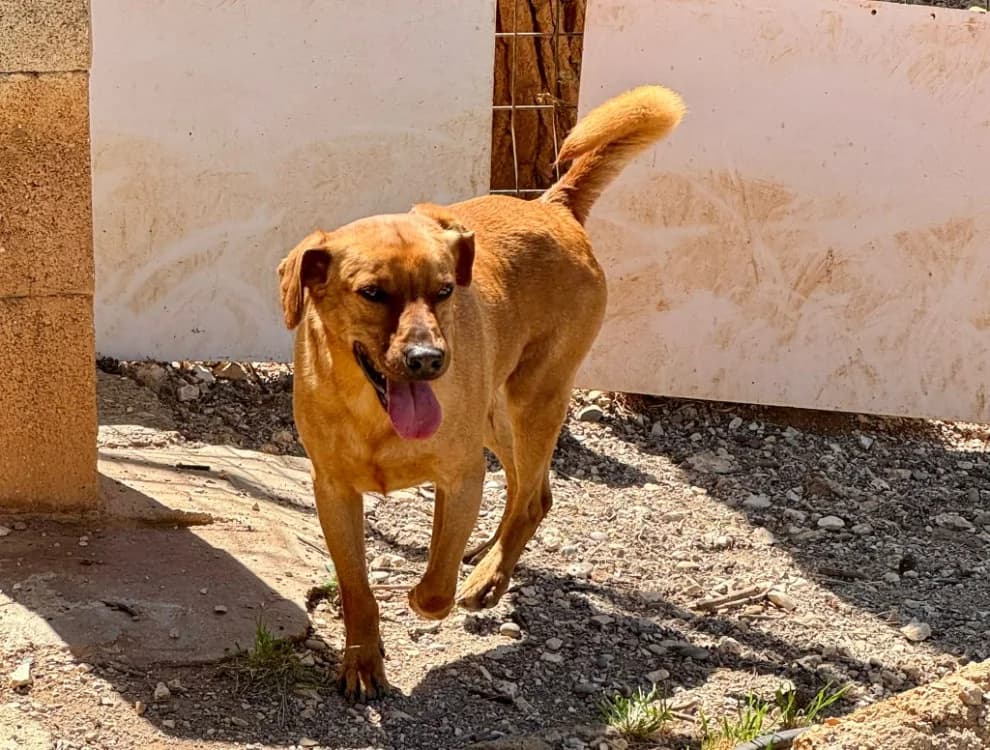 KIMI, male 5yo mixed breed for adoption at SPA Aix-en-Provence, Aix
