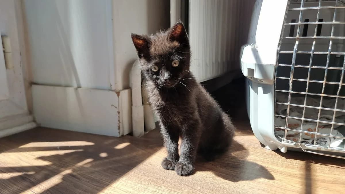 ASMAR, female Mixed Breed for adoption at SPA Aix-en-Provence, Aix