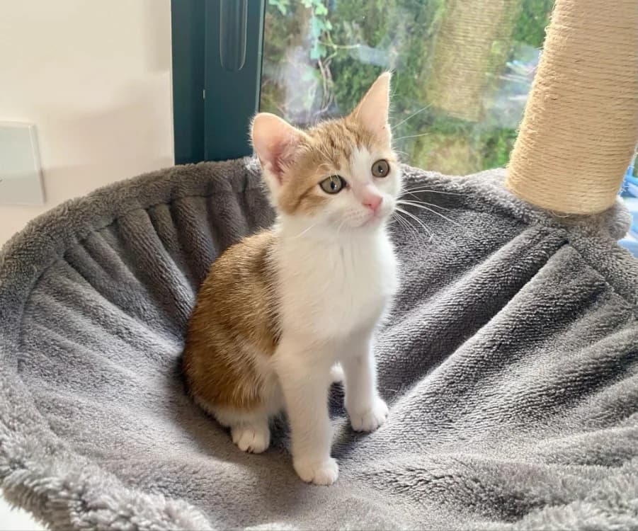 AYA (RESERVEE - PLUS A L'ADOPTION), female Mixed Breed for adoption at SPA Aix-en-Provence, Aix