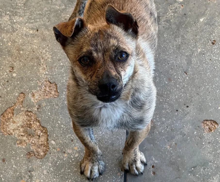 TIGRESSE, female Mixed Breed for adoption at SPA Aix-en-Provence, Aix