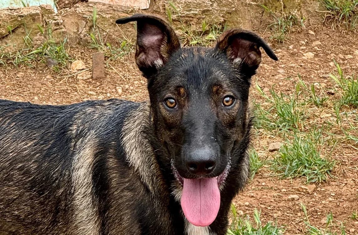 KAYRO, male Mixed Breed for adoption at SPA Aix-en-Provence, Aix