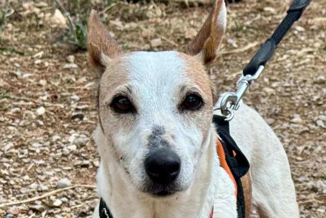 MILY, female senior Jack Russell Terrier for adoption at SPA Aix-en-Provence, Aix