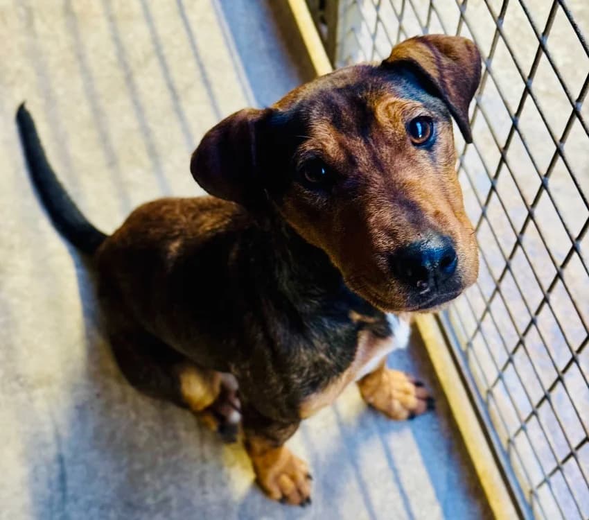 UHURA, female 5yo mixed breed for adoption at SPA Aix-en-Provence, Aix