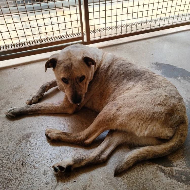 REXIE, female 5yo Labrador Retriever for adoption at SPA Aix-en-Provence, Aix