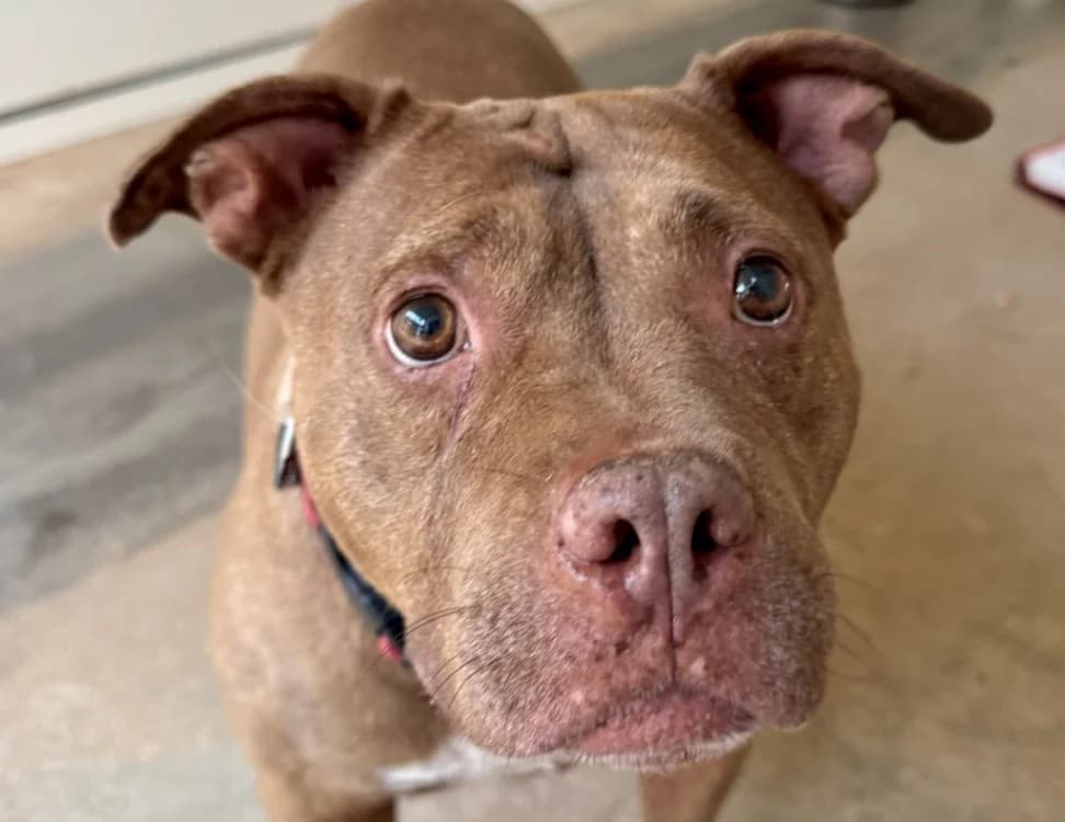 JINA, female senior American Bully for adoption at SPA Aix-en-Provence, Aix