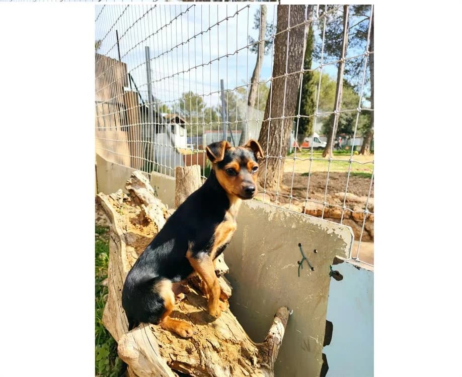 SALTO, male Mixed Breed for adoption at SPA Aix-en-Provence, Aix
