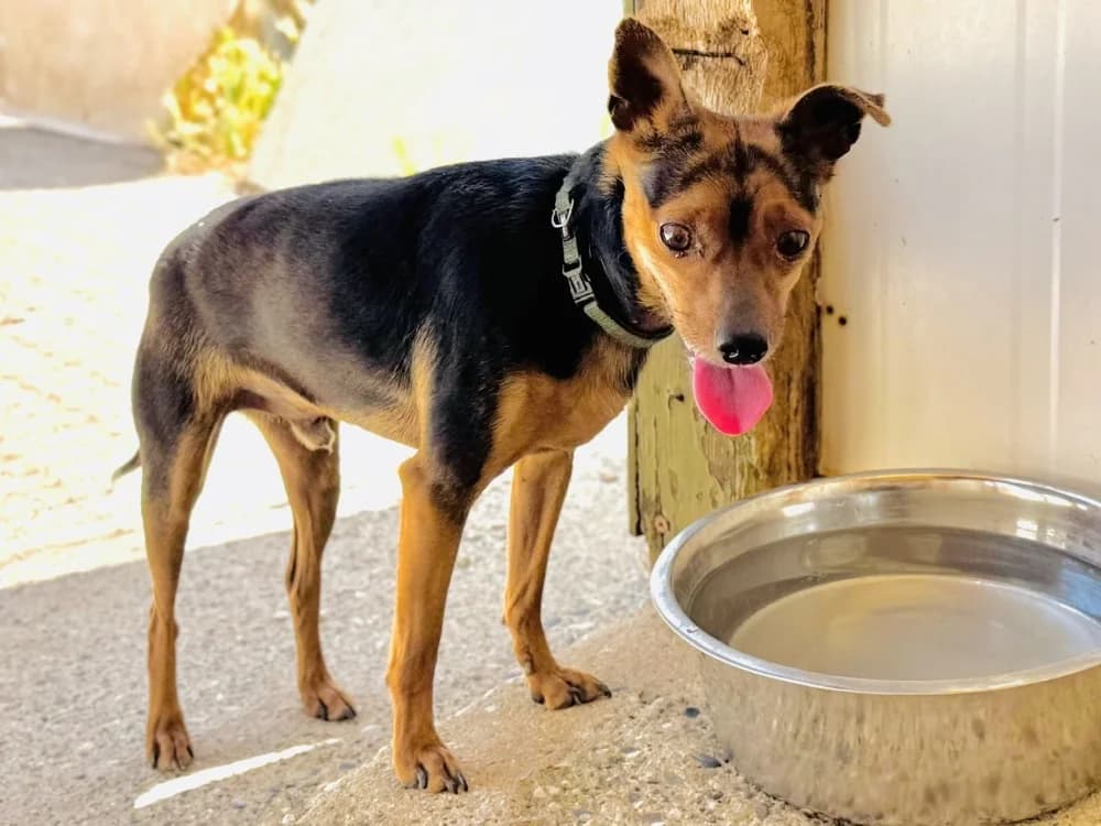 SALTO, male 5yo Mixed Breed for adoption at SPA Aix-en-Provence, Aix