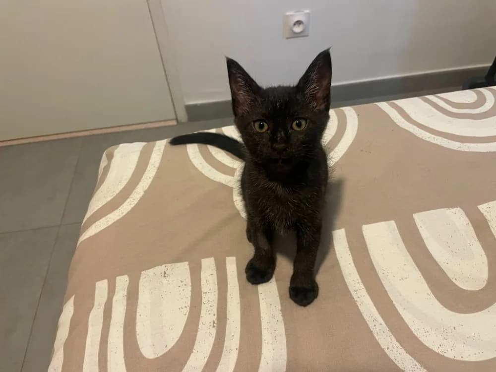 NERA, female Mixed Breed for adoption at SPA Aix-en-Provence, Aix