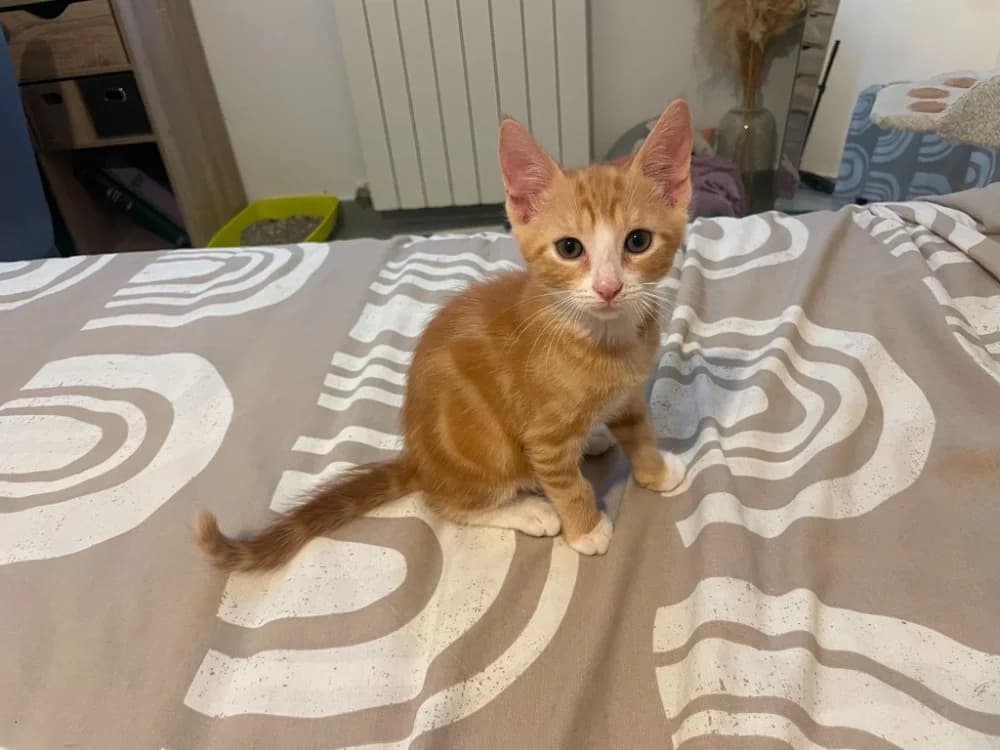 ZUCO, male Mixed Breed for adoption at SPA Aix-en-Provence, Aix