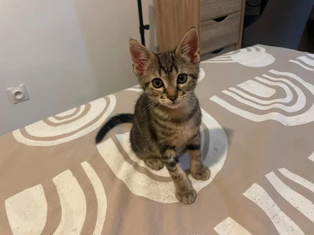 PAZZO, male Mixed Breed for adoption at SPA Aix-en-Provence, Aix