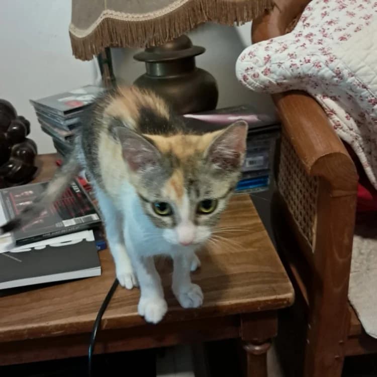 BONITA, female Mixed Breed for adoption at SPA Aix-en-Provence, Aix