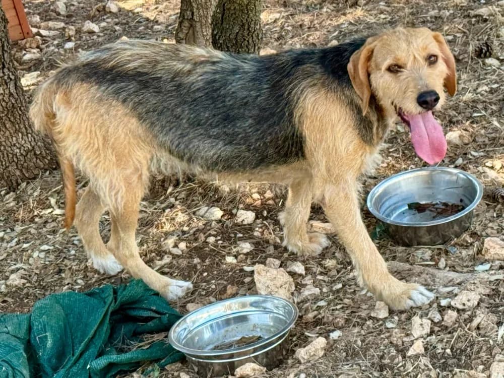 EMILIE, female young mixed breed for adoption at SPA Aix-en-Provence, Aix