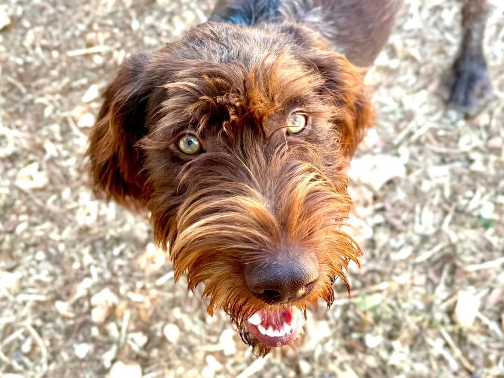 ALEXIS, male young mixed breed for adoption at SPA Aix-en-Provence, Aix