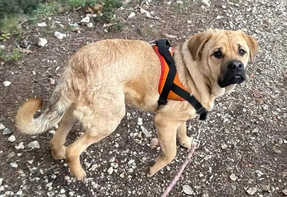 SHIFU, male young Labrador Retriever for adoption at SPA Aix-en-Provence, Aix