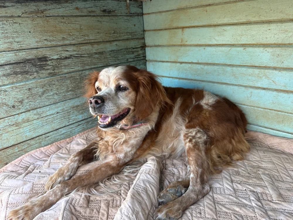 ELKA, female senior Brittany Spaniel for adoption at SPA Aix-en-Provence, Aix