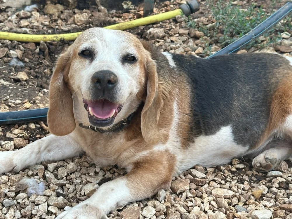 CHOUQUETTE, female 7yo Mixed Breed for adoption at SPA Aix-en-Provence, Aix